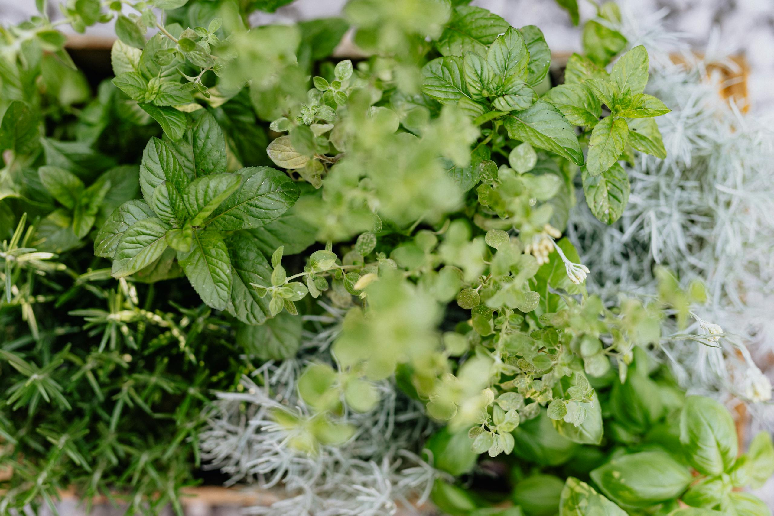Top view of a lush, vibrant herb garden featuring basil, mint, rosemary, and more.